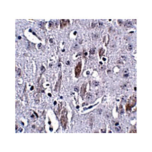 IL-16 Antibody (14) 100µg
