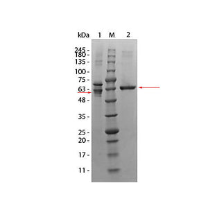 AKT3 Human Recombinant Protein, 10µg