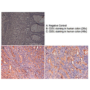 Anti-CD31 (RABBIT) Antibody