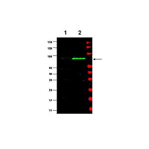 Anti-MDM2 (RABBIT) Antibody, 100µg, Liquid (sterile filtered)