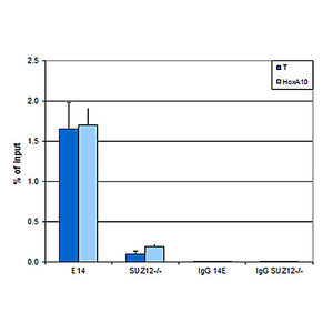 Anti-EZH2 (MOUSE) Monoclonal Antibody, 50µg, Liquid (sterile filtered)