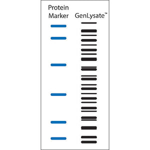 Mouse Normal Lung Single Tissue Blot