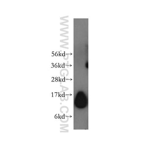 TCEB1 Rabbit Polyclonal Antibody (12450-1-AP)
