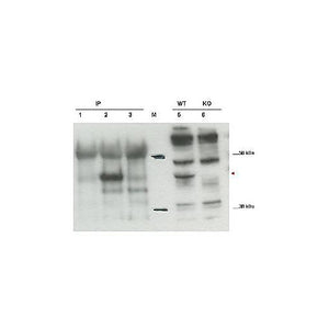 Anti-Cybr (RABBIT) Antibody, 100µg, Liquid (sterile filtered)