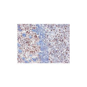 Anti-Kv1.3 (MOUSE) Monoclonal Antibody, 100µg, Liquid (sterile filtered)