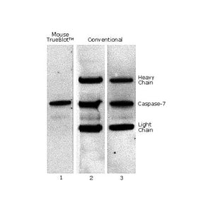 TrueBlot® Immunoprecipitation and Western Blot Kit for 6X HIS Epitope Tag, 1Kit, Liquid (sterile filtered)