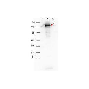 Anti-Surface Lipoprotein p27 (RABBIT) Antibody