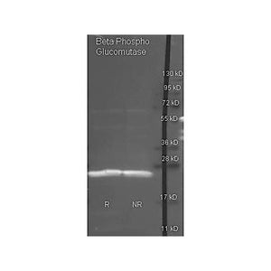 Anti-BETA-PHOSPHOGLUCOMUTASE (GOAT) Antibody Biotin Conjugated