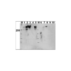 Anti-DNA PKcs pT 2609 (RABBIT) Antibody, 100µg, Liquid (sterile filtered)