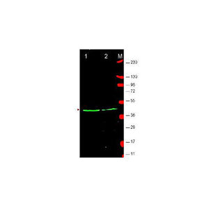 Anti-Wnt1 (RABBIT) Antibody, 100µg, Liquid (sterile filtered)