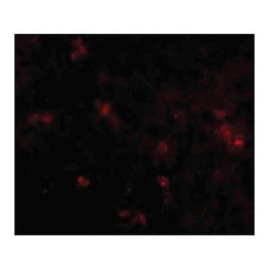 Anti-SYPL2 (RABBIT) Antibody, 100µg, Liquid (sterile filtered)