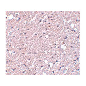 Anti-TMEM184A (RABBIT) Antibody, 100µg, Liquid (sterile filtered)