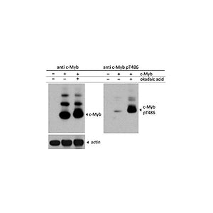 Anti-c-Myb pT486 (RABBIT) Antibody, 25µL, Liquid (sterile filtered)