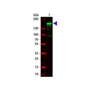 Anti-Alpha-2-MACROGLOBULIN (Human Plasma) (GOAT) Antibody, 2mL, Lyophilized