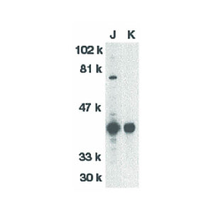 DFF40 Antibody nterm 100µg