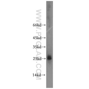 HMGB4 Rabbit Polyclonal Antibody (12787-1-AP)