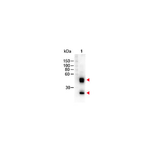 Anti-MOUSE IgG (H&L) (SHEEP) Antibody Peroxidase Conjugated, 2mg, Lyophilized