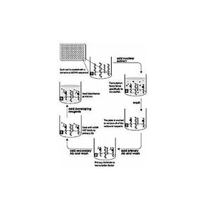 NFkB (P65) ELISA Kit, 1Kit
