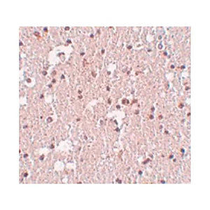 Anti-FRMPD3 (RABBIT) Antibody, 100µg, Liquid (sterile filtered)