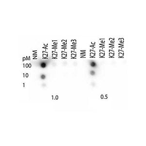 Anti-Histone H3 [ac Lys27] (RABBIT) Antibody, 50µg, Liquid (sterile filtered)