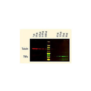 Anti-RABBIT IgG (H&L) (GOAT) Antibody DyLight™ 800 Conjugated (5 X 100 µg), 500µg, Lyophilized