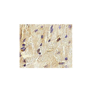 Anti-ECSIT (RABBIT) Antibody, 100µg, Liquid (sterile filtered)