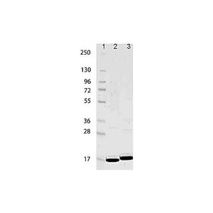 IL-1ß Human Recombinant Protein, 10µg