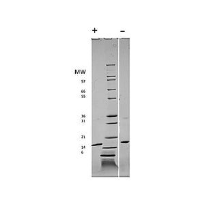 Rat Fibroblast Growth Factor-basic Recombinant Protein (Animal Free), 10µg