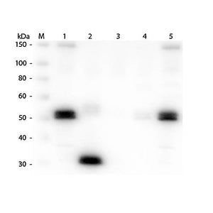 Anti-RAT IgG F(c) (GOAT) Antibody Peroxidase Conjugated, 2mg, Lyophilized