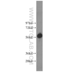 PRIM2 Rabbit Polyclonal Antibody (11788-1-AP)