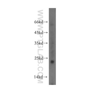 FXYD5 Rabbit Polyclonal Antibody (12166-1-AP)