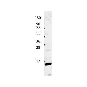 Anti-Human IL-4 (RABBIT) Antibody, 100µg, Lyophilized