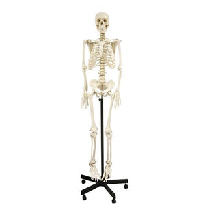 Full-Size Skeleton Models