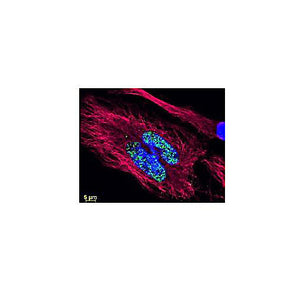 Anti-RAT IgG (H&L) (RABBIT) Antibody DyLight™ 488 Conjugated (Min X Human Serum Proteins), 100µg, Lyophilized