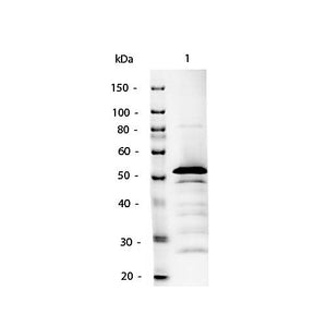 Anti-MOUSE IgG2a (Gamma 2a chain) (RABBIT) Antibody Alkaline Phosphatase Conjugated, 1mg, Liquid (sterile filtered)