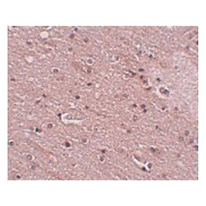 Anti-TMEM16B (RABBIT) Antibody, 100µg, Liquid (sterile filtered)