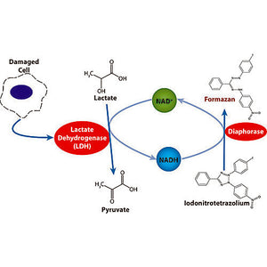 CytoScan™ LDH Cytotoxicity Assay