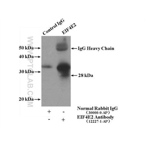 EIF4E2 Rabbit Polyclonal Antibody (12227-1-AP)