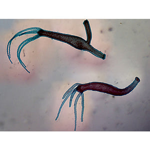 Prepared Microscope Slide,Hydra Adult with Bud and Hydra Adult without bud W.M.