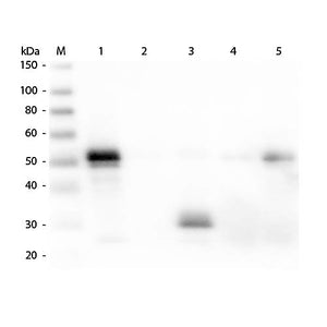 Anti-RABBIT IgG F(c) (DONKEY) Antibody Texas Red Conjugated, 2mg, Lyophilized