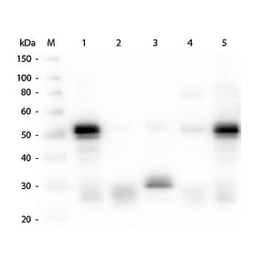 Anti-RABBIT IgG (H&L) (GOAT) Antibody Fluorescein Conjugated, 500µg, Lyophilized