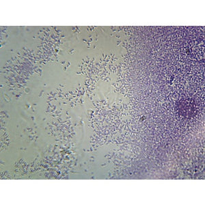 Prepared Microscope Slide,Proteus Vulgaris