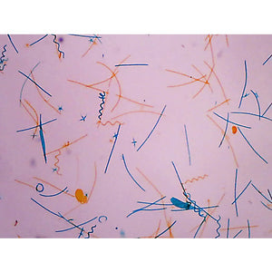Prepared Microscope Slide,Pond Water