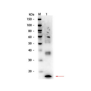 Anti-Mouse TNF-a (RABBIT) Antibody