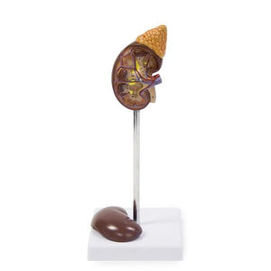 Kidney Models