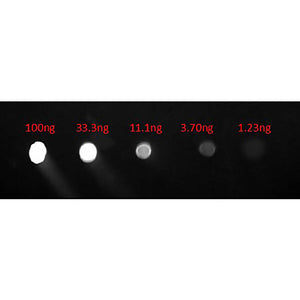 Anti-HUMAN IgG F(c) (GOAT) Antibody Fluorescein Conjugated, 2mg, Lyophilized