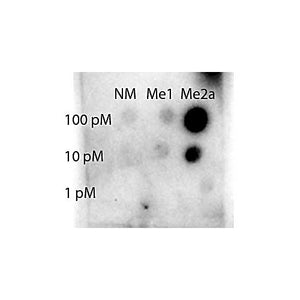 Anti-STAT1 [Asym-dimethyl Arg31] (RABBIT) Antibody, 100µg, Liquid (sterile filtered)