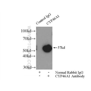 CYP46A1 Rabbit Polyclonal Antibody (12486-1-AP)