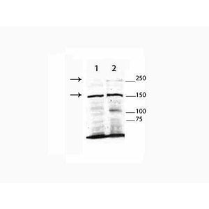 Anti-TET3 (RABBIT) Antibody