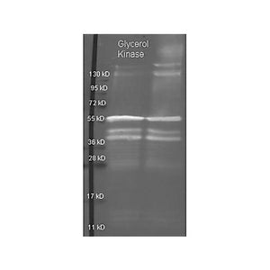 Anti-GLYCEROL KINASE (Cellulomonas species) (GOAT) Antibody Peroxidase Conjugated